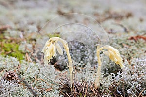 Dutchman's Pipe