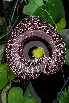 Dutchman`s Pipe Flower