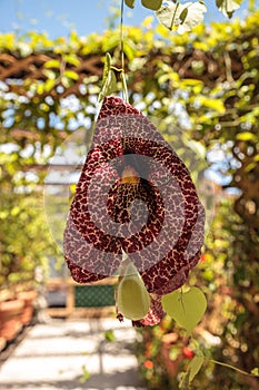 Dutchman`s pipe flower Aristolochia littoralis