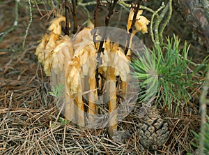 Dutchman`s pipe, Monotropa hypopitys