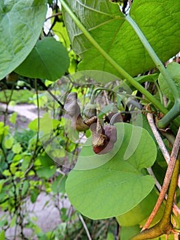 Dutchman`s pipe or pipevine