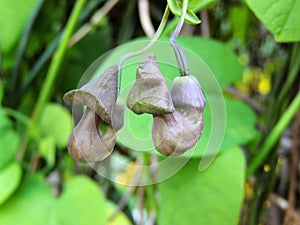 Dutchman`s pipe or pipevine