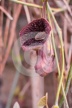 Dutchman`s pipe or pipevine in early spring
