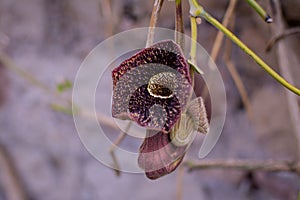 Dutchman`s pipe or pipevine in early spring