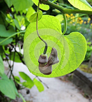 Dutchman`s pipe or pipevine