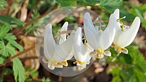 Dutchmans Breeches (Dicentra cucullaria) Wildflower in Spring