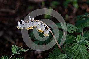 Dutchmans breeches in early light. photo