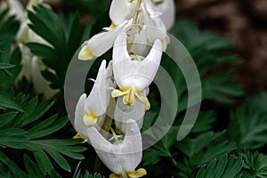 Dutchmans breeches is a perennial herbaceous plant