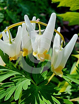 Dutchmans Breeches wildflower nature art abstract flower