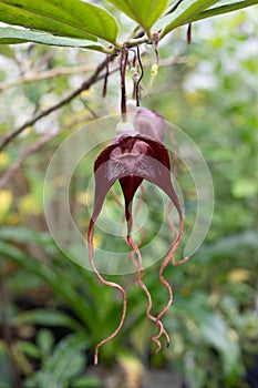 Dutchmans pipe Aristolochia tricaudata with exotic flower