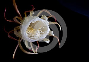 Dutchmans pipe cactus