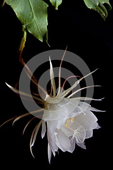 Dutchmans pipe cactus