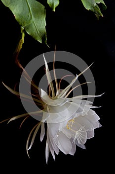 Dutchmans pipe cactus