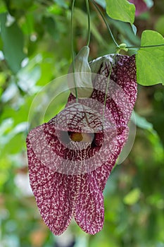 Dutchmans pipe flower