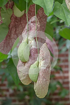 Dutchmans pipe flower