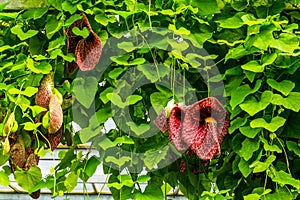 Dutchmans vine, beautiful decorative garden and home plant, popular tropical plant from America photo