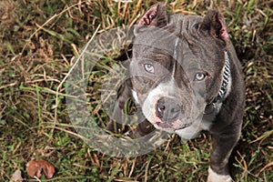 Dutiful American Bully looking upwards while felling guilty photo