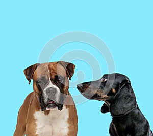 Dutiful Boxer looking forward and Tackel looking at it