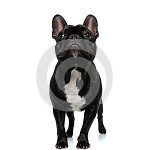 Dutiful French Bulldog puppy being focused and listening, standing photo