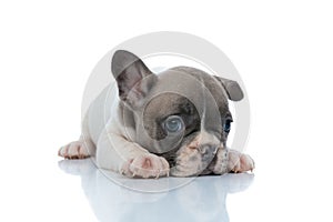 Dutiful French bulldog puppy resting and looking away photo