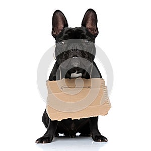Dutiful French Bulldog puppy wearing adoption sign and looking forward photo