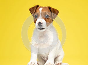 Dutiful Jack Russell Terrier looking forward and waiting photo