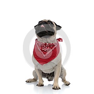 Dutiful pug curiously looking up while wearing red bandana