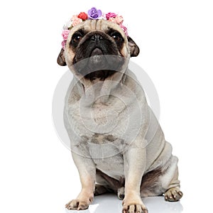 Dutiful Pug puppy wearing a flower crown and curiously looking photo