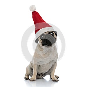 Dutiful pug waiting and wearing a Santa Clause hat photo