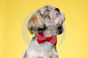 Dutiful Shih Tzu puppy looking up and wearing bowtie photo