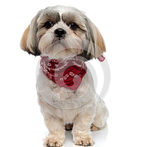Dutiful Shih Tzu puppy wearing bandana while sitting photo