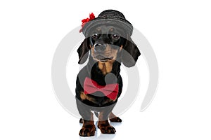 Dutiful Teckel puppy wearing bowtie and hat, looking up photo