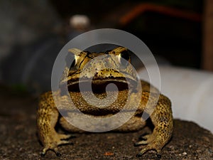 Duttaphrynus melanostictus, commonly called the Asian toad, belongs to the family Bufonidae