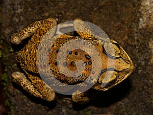 Duttaphrynus melanostictus, commonly called the Asian toad, belongs to the family Bufonidae