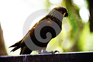 Duyvenbode`s lory bird