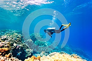 Dver swimming under water photo