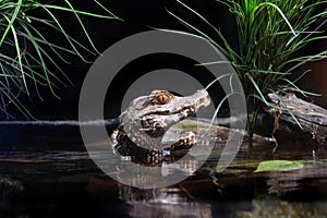 Dward Caiman Paleosuchus palpebrosus