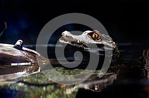 Dward Caiman Paleosuchus palpebrosus