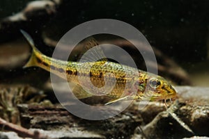 Dwarf adult gudgeon, clever tiny freshwater wild caught and domesticated fish in temperate biotope aquarium, exotic pet