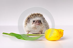 Dwarf African hedgehog close-up with huge yellow bright tulip. Pet look to camera, studio shot on white background, isolated
