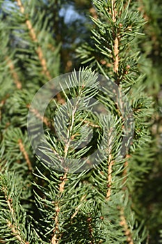 Dwarf Alberta spruce Conica December photo