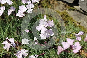 Dwarf Alpine Pink flower - Dianthus Subacaulis