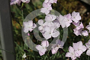 Dwarf Alpine Pink flower - Dianthus Subacaulis