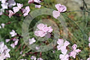 Dwarf Alpine Pink flower - Dianthus Subacaulis