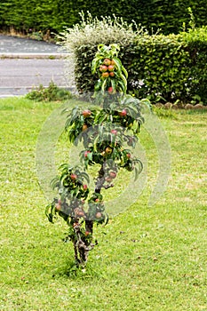 Dwarf apple tree in a lawn