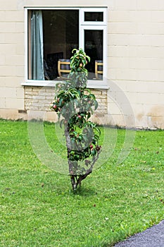 Dwarf apple tree in a lawn