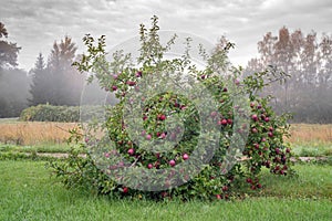 Dwarf apple tree with red fruits on hazy morning photo