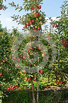 Dwarf apple tree on a trellis with fruits in an industrial farm garden at harvest time