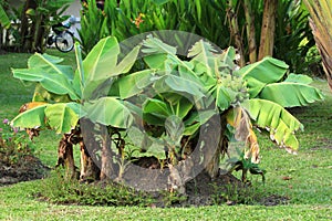 Dwarf banana tree