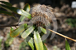 Dwarf Banksia, Banksia oblongifolia